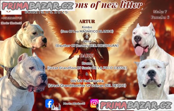 Dogo Argentino puppies