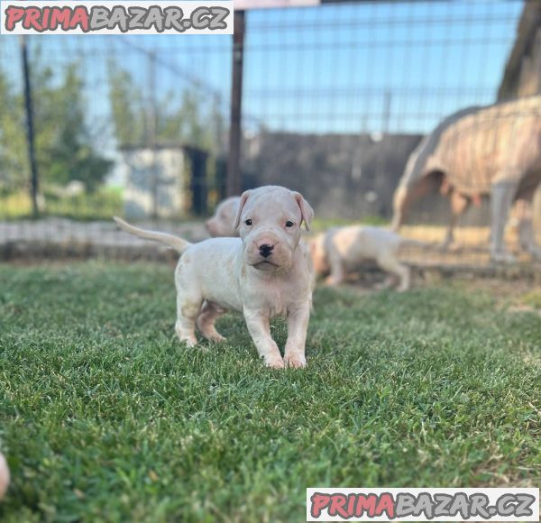 Dogo Argentino puppies
