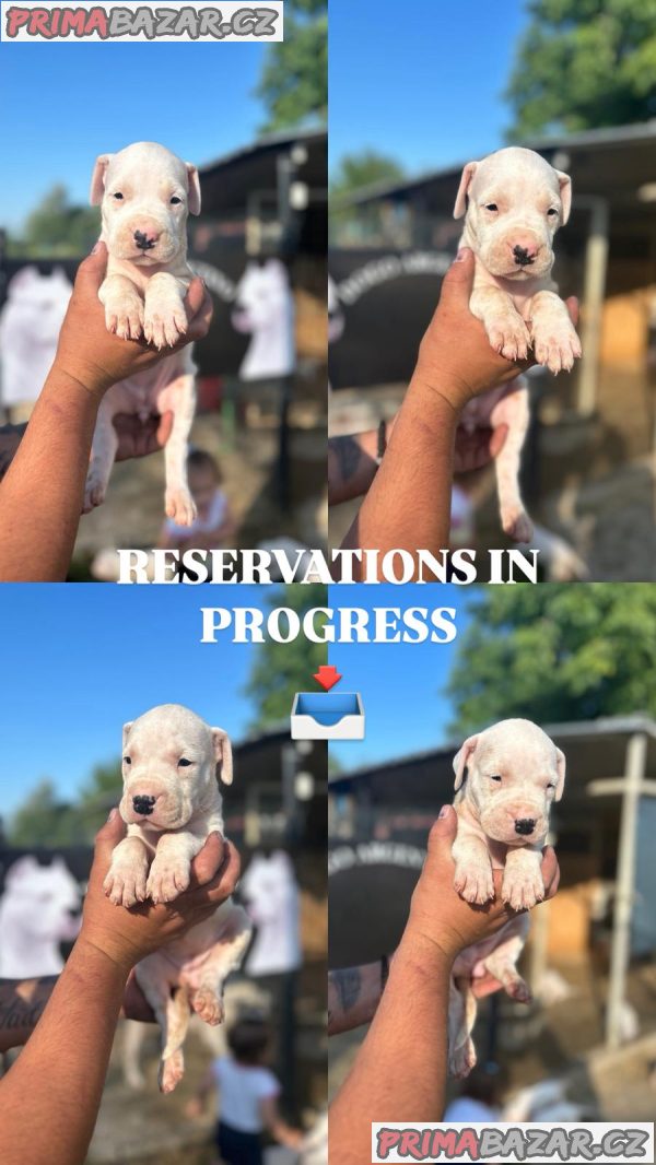 Dogo Argentino puppies