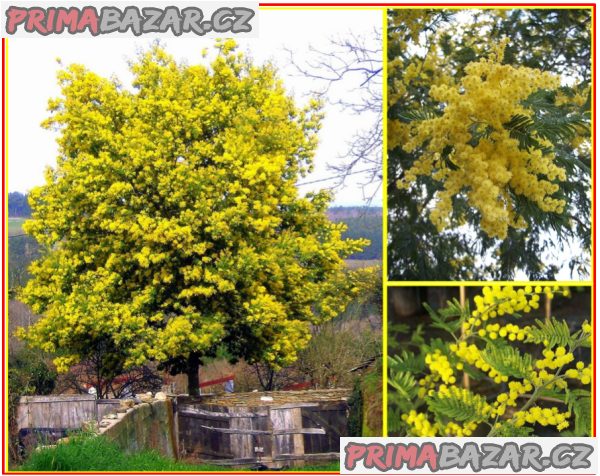 Acacia dealbata  - semena