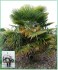 sazenice palmaTrachycarpus Fortunei 1-2 první listy
