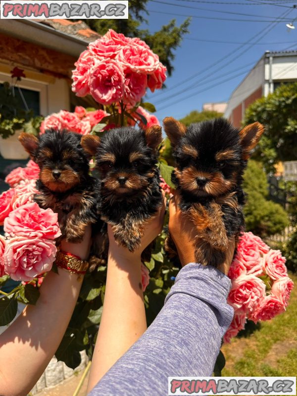 Yorkshire terrier puppies for sale