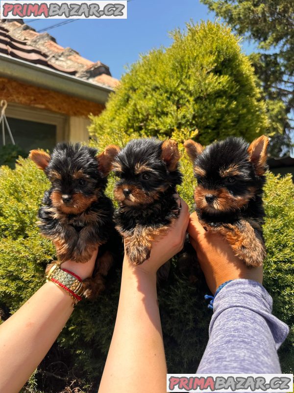 Yorkshire terrier puppies for sale Yorkshire terrier puppies for sale