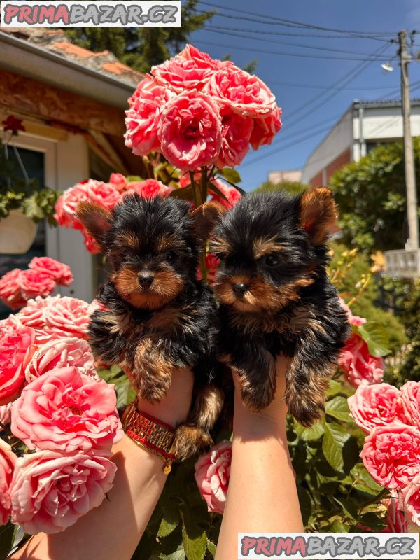 Yorkshire terrier puppies for sale Yorkshire terrier puppies for sale
