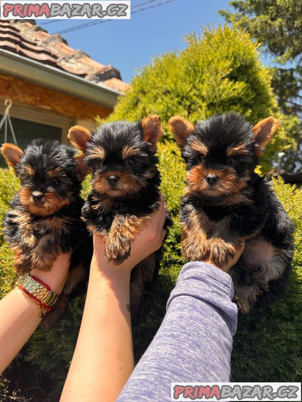 Yorkshire terrier puppies for sale Yorkshire terrier puppies for sale