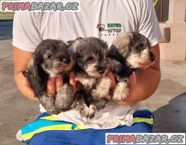 Miniature Schnauzer pepper salt