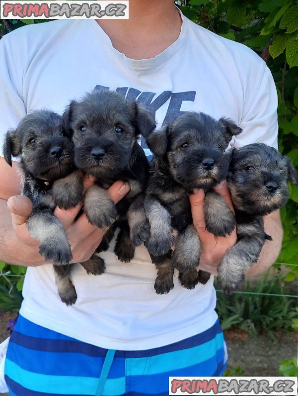 Miniature Schnauzer pepper salt Miniature Schnauzer pepper salt