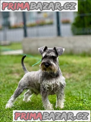 Miniature Schnauzer pepper salt Miniature Schnauzer pepper salt