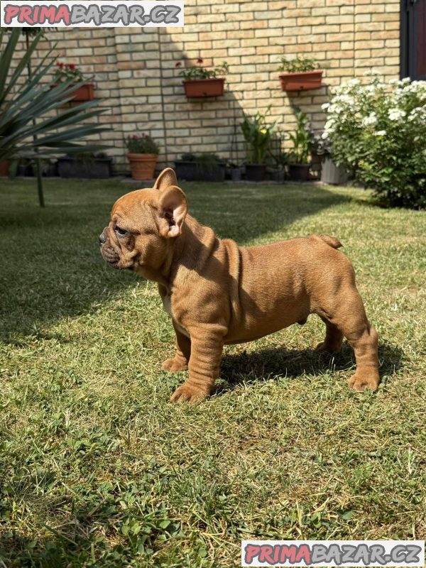 French Bulldog Od kuce don
