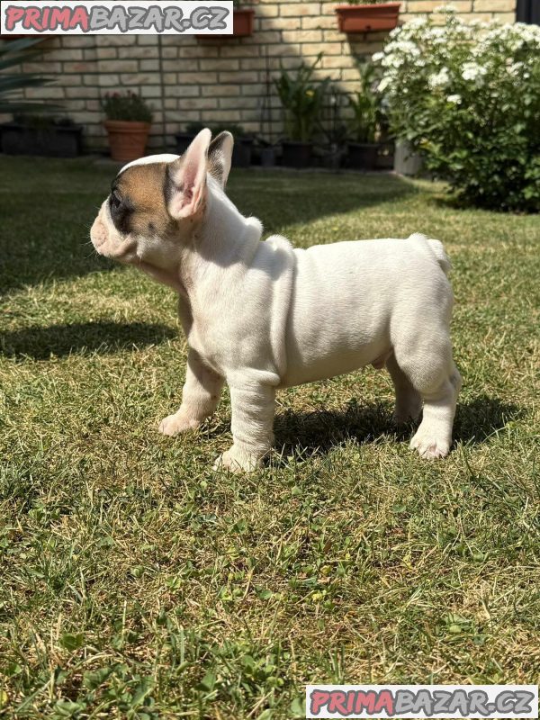 French Bulldog Od kuce don French Bulldog Od kuce don