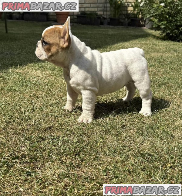 French Bulldog Od kuce don French Bulldog Od kuce don