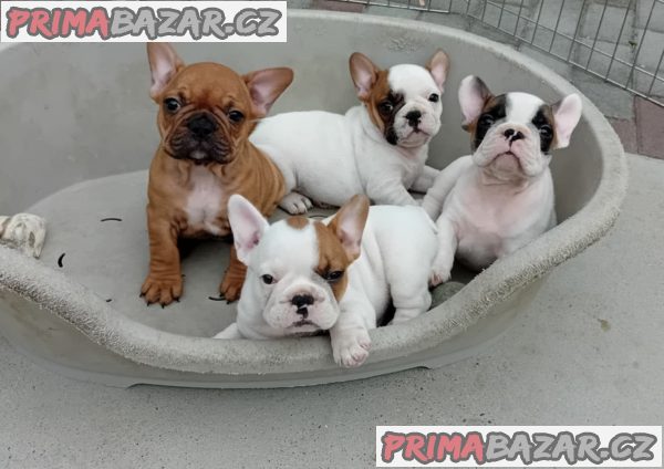 French Bulldog Od kuce don French Bulldog Od kuce don