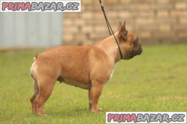 French Bulldog Od kuce don French Bulldog Od kuce don