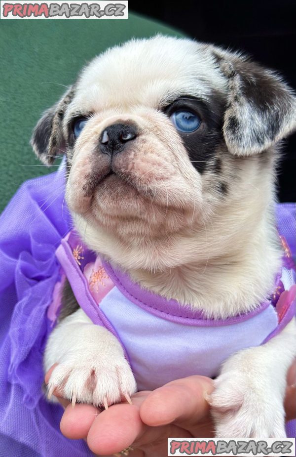 Exclusive Pug Puppies