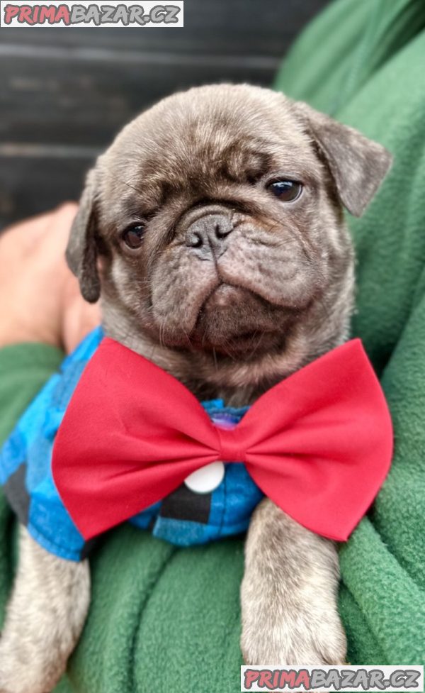 Exclusive Pug Puppies Exclusive Pug Puppies