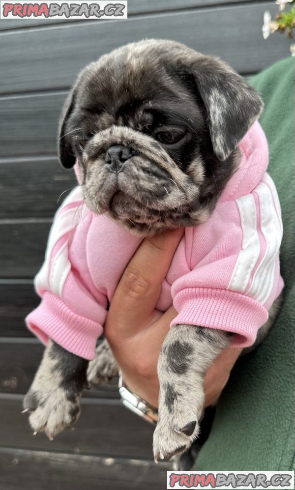 Exclusive Pug Puppies Exclusive Pug Puppies