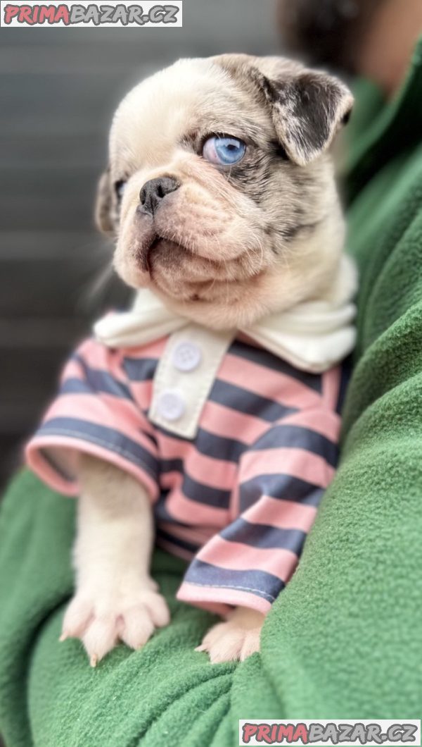 Exclusive Pug Puppies Exclusive Pug Puppies
