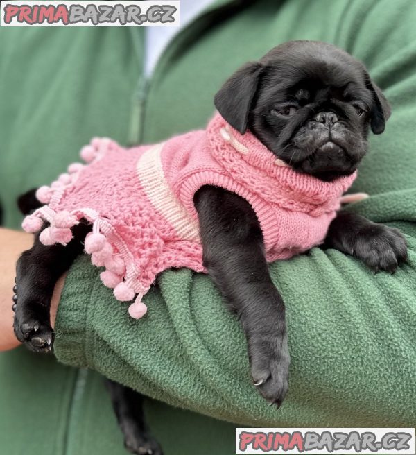 Exclusive Pug Puppies Exclusive Pug Puppies