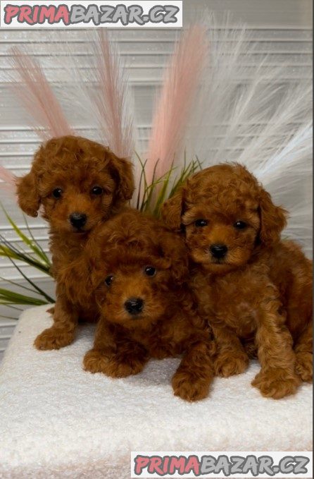 We offer beautiful toy poodle puppies