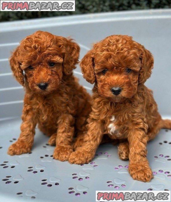We offer beautiful toy poodle puppies We offer beautiful toy poodle puppies