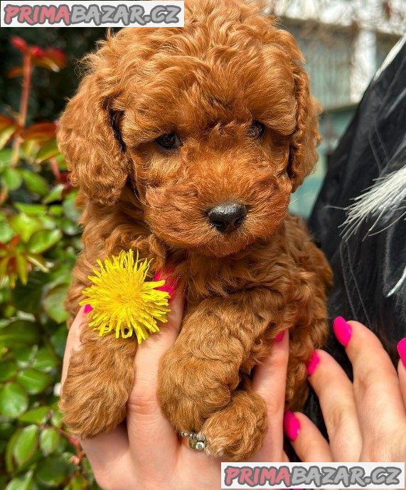 We offer beautiful toy poodle puppies We offer beautiful toy poodle puppies