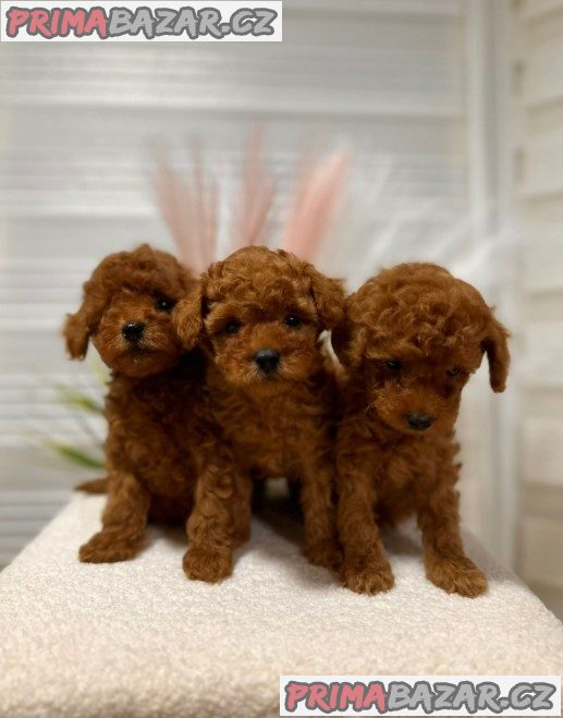 We offer beautiful toy poodle puppies We offer beautiful toy poodle puppies