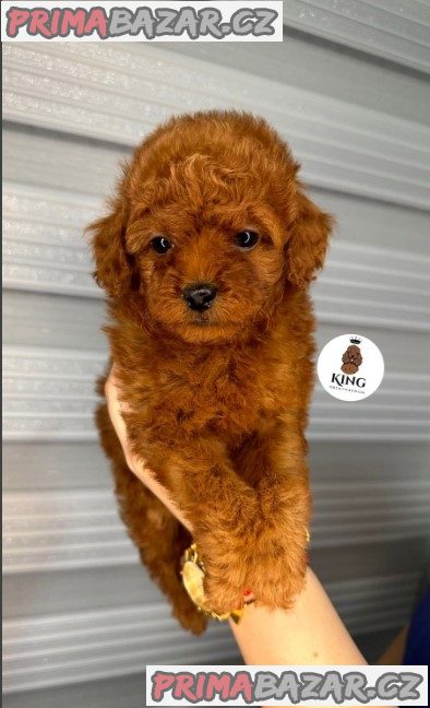 We offer beautiful toy poodle puppies We offer beautiful toy poodle puppies
