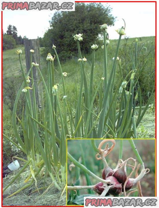 cibule prorůstaná (Egyptská) - cibulky