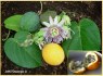 Passiflora ligularis - semena
