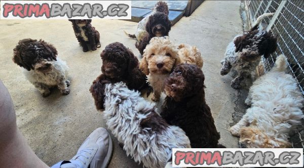Lagoto Romagnola puppies available