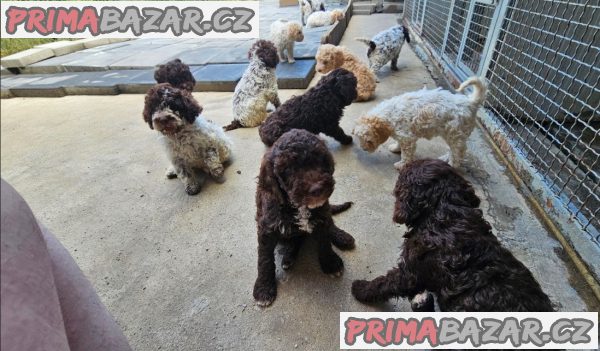 Lagoto Romagnola puppies available Lagoto Romagnola puppies available