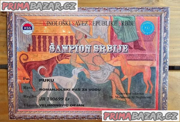 Lagoto Romagnola puppies available Lagoto Romagnola puppies available