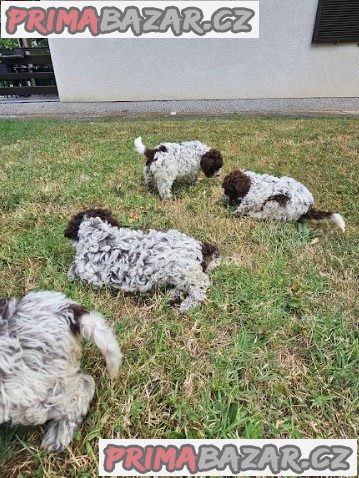 Lagoto Romagnola puppies available Lagoto Romagnola puppies available