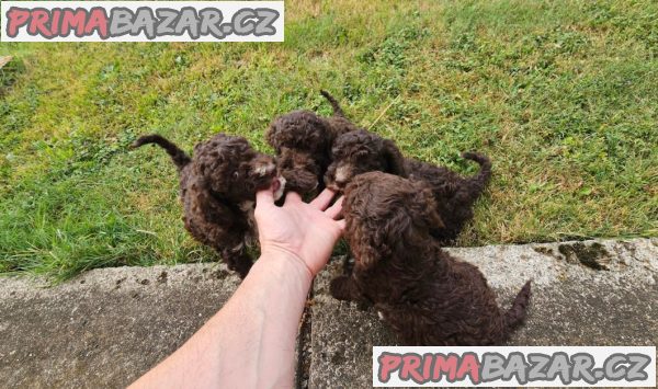 Lagoto Romagnola puppies available Lagoto Romagnola puppies available