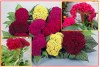 Nevadlec hřebenitý - Celosia Cristata - semena