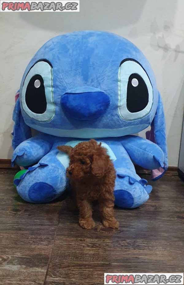 Toy/mini red poodles