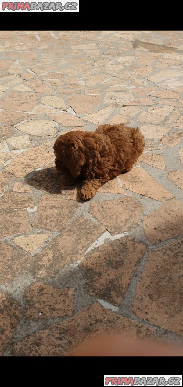 Toy/mini red poodles Toy/mini red poodles
