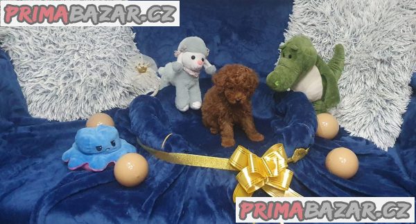 Toy/mini red poodles Toy/mini red poodles