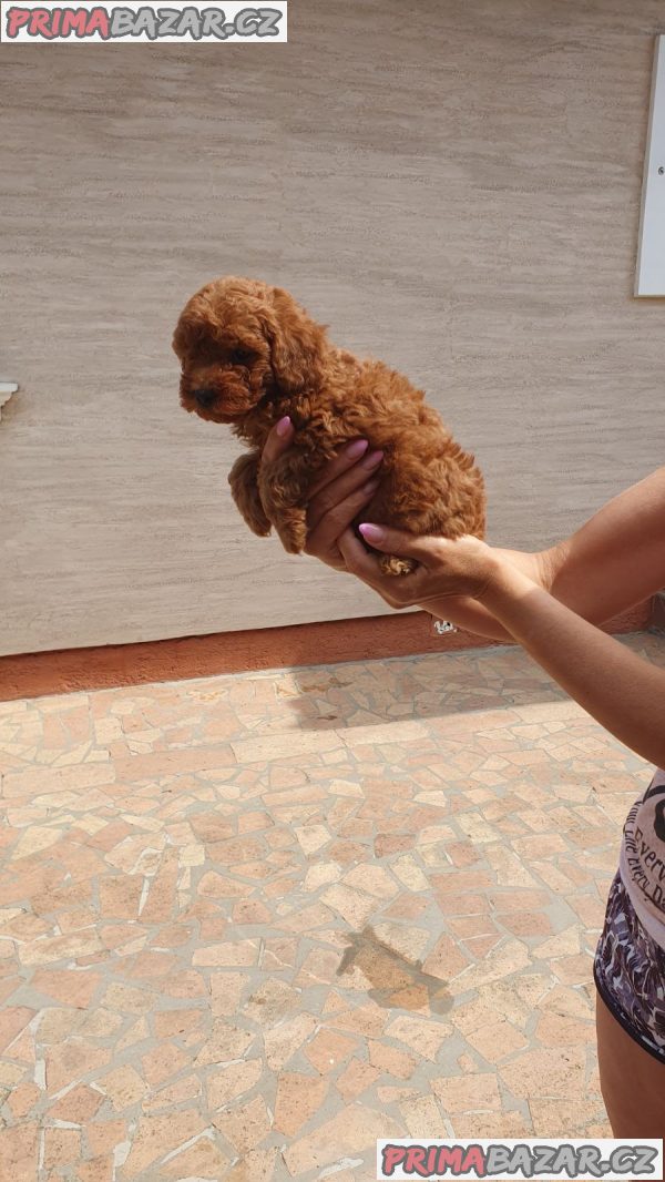 Toy/mini red poodles Toy/mini red poodles