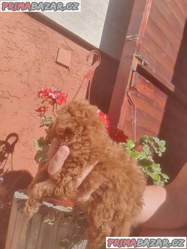Toy/mini red poodles Toy/mini red poodles