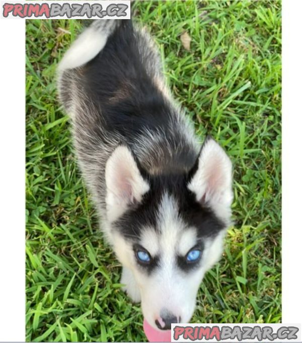 Sibiřský husky na prodej s PP