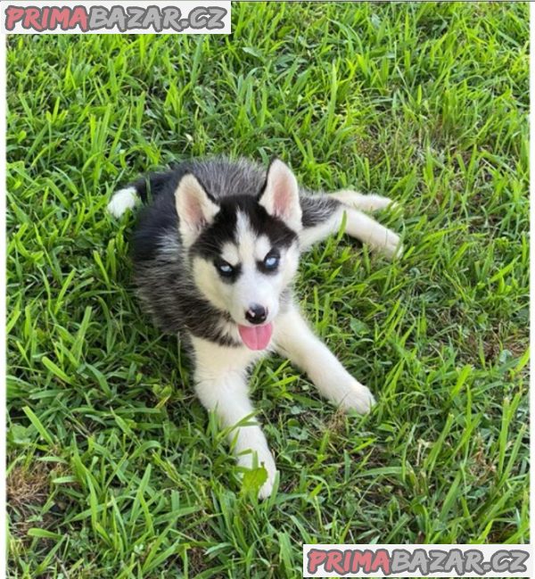 Sibiřský husky na prodej s PP Sibiřský husky na prodej s PP