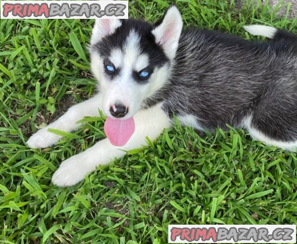 Sibiřský husky na prodej s PP Sibiřský husky na prodej s PP