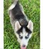 Sibiřský husky na prodej s PP