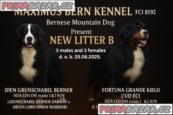Bernese mountain dog - puppies