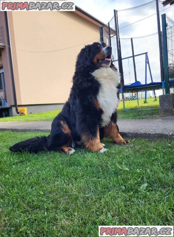 Bernese mountain dog - puppies