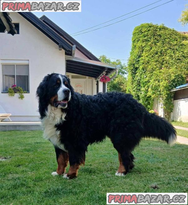 Bernese mountain dog - puppies