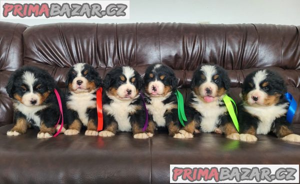 Bernese mountain dog - puppies