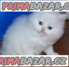 Perská koťata k adopci