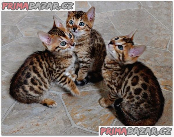 Roztomilá bengálská koťata k adopci